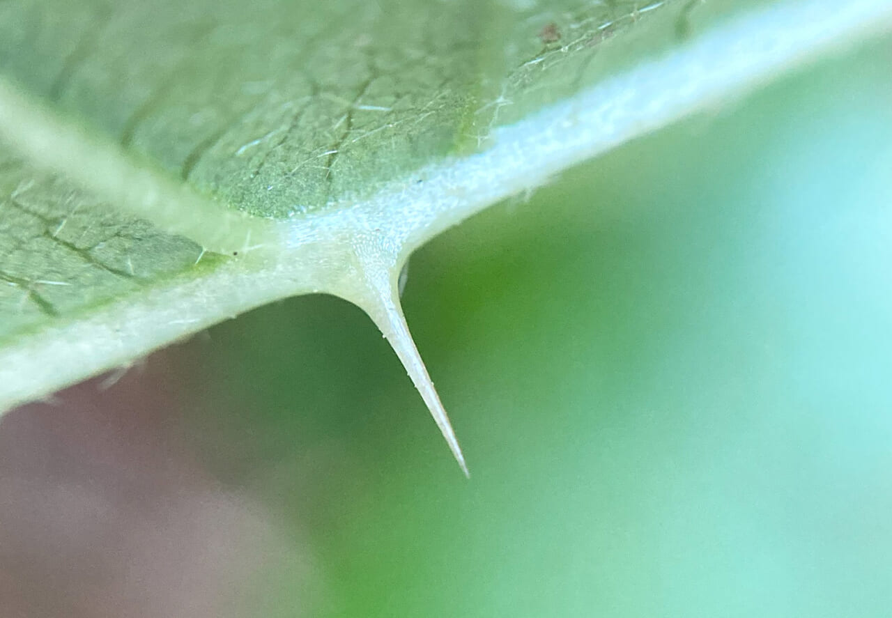 △ワルナスビのトゲ。透明感があります。（撮影：鈴木純さん）