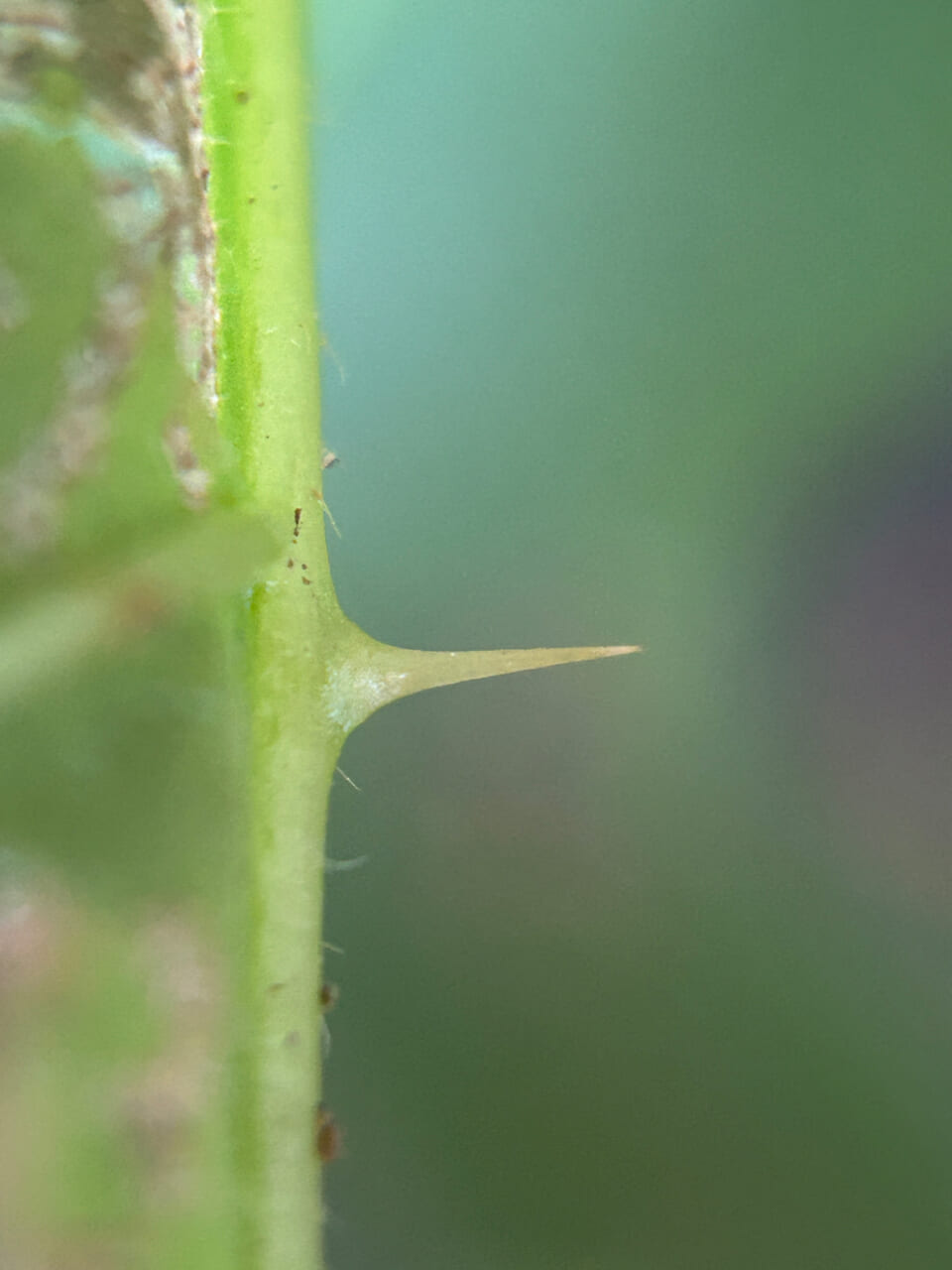 △トゲを真横から。（撮影：かご）