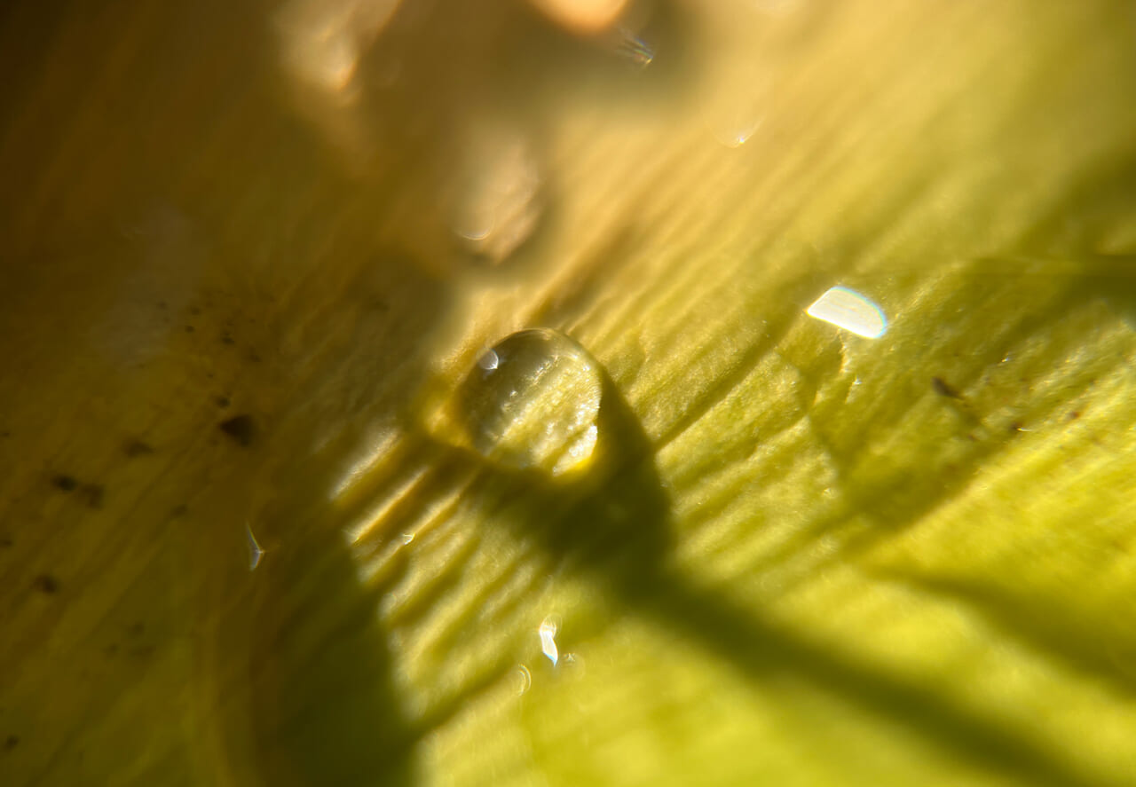 △同じくイチョウと水滴。（撮影：安木）
