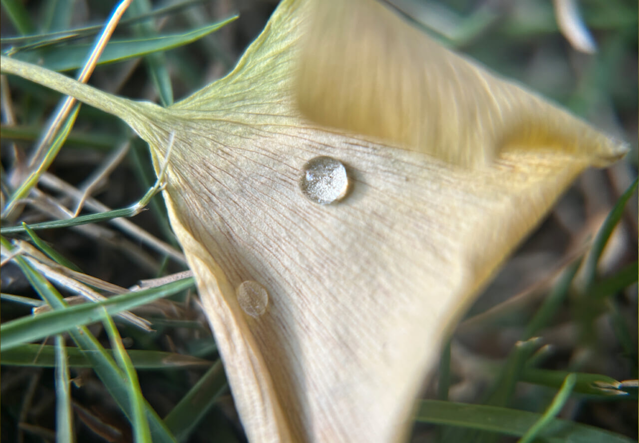 △同じくイチョウと水滴。（撮影：かご）