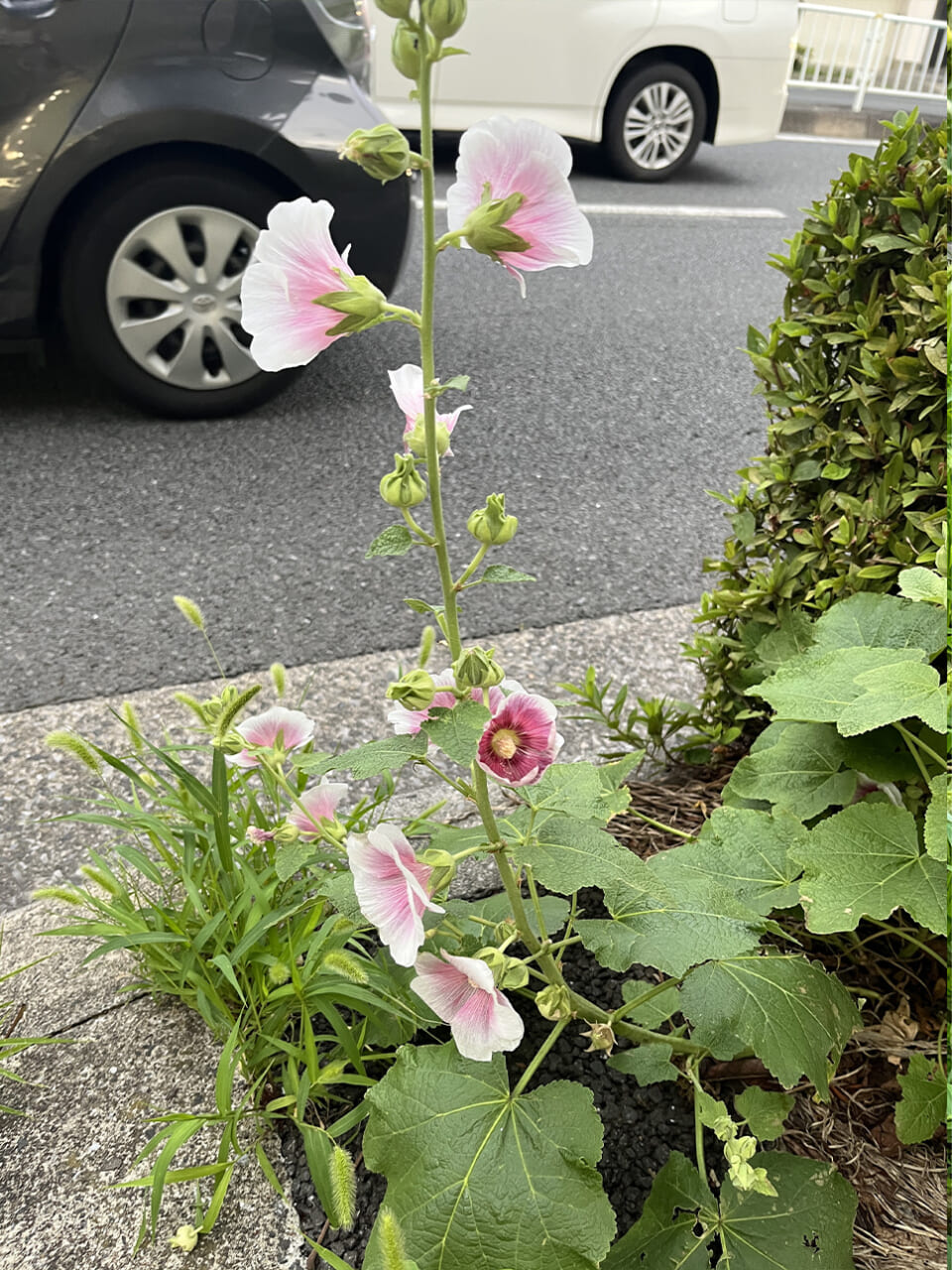 △きれいなお花が撮りたかった。（撮影：安木）