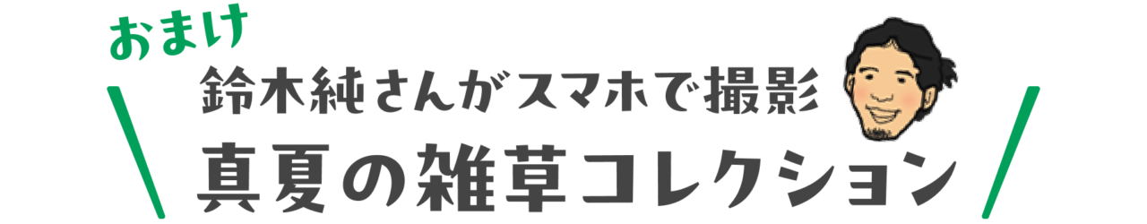 鈴木純さんがスマホで撮影　真夏の雑草コレクション