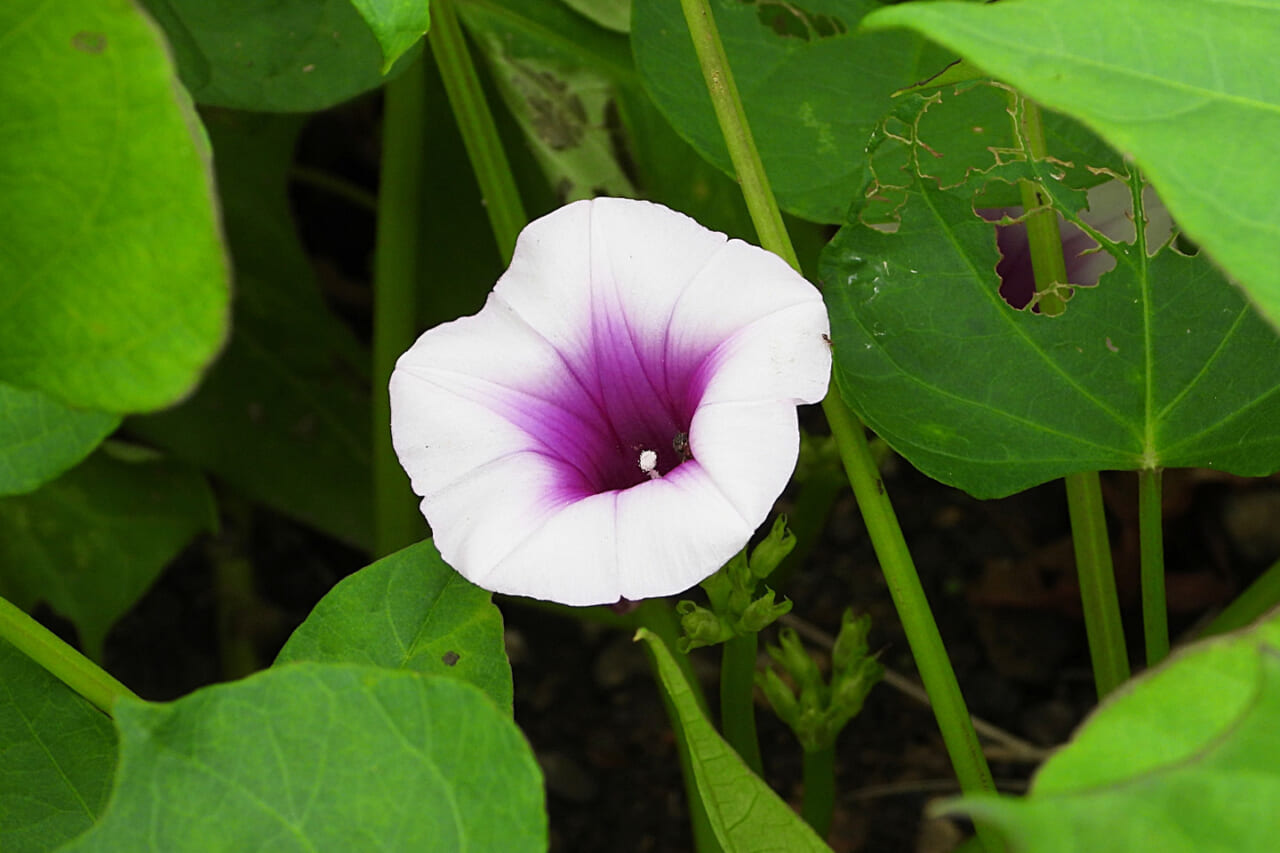 △サツマイモの花。たしかにアサガオっぽい。