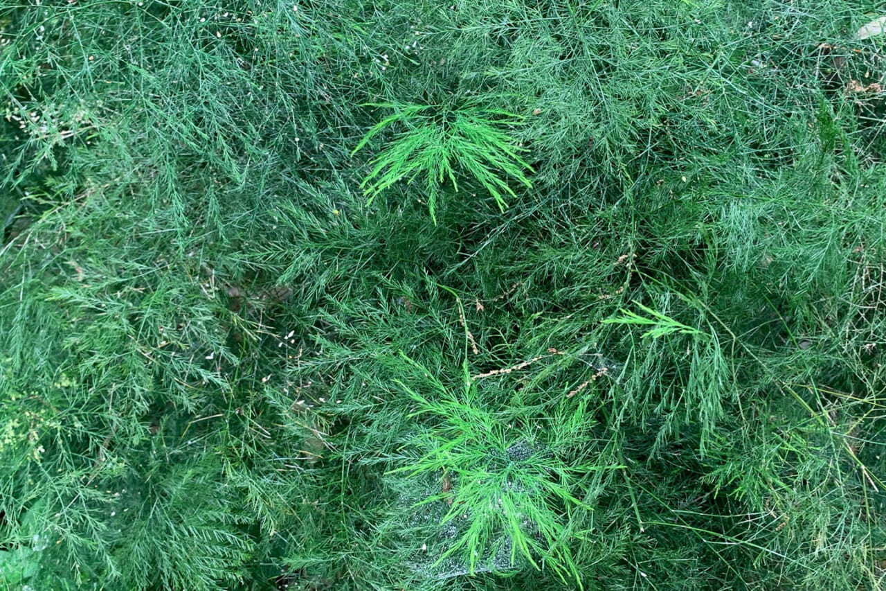 △キジを隠しそうな勢いで茂っているオランダキジカクシ（アスパラガス）の写真