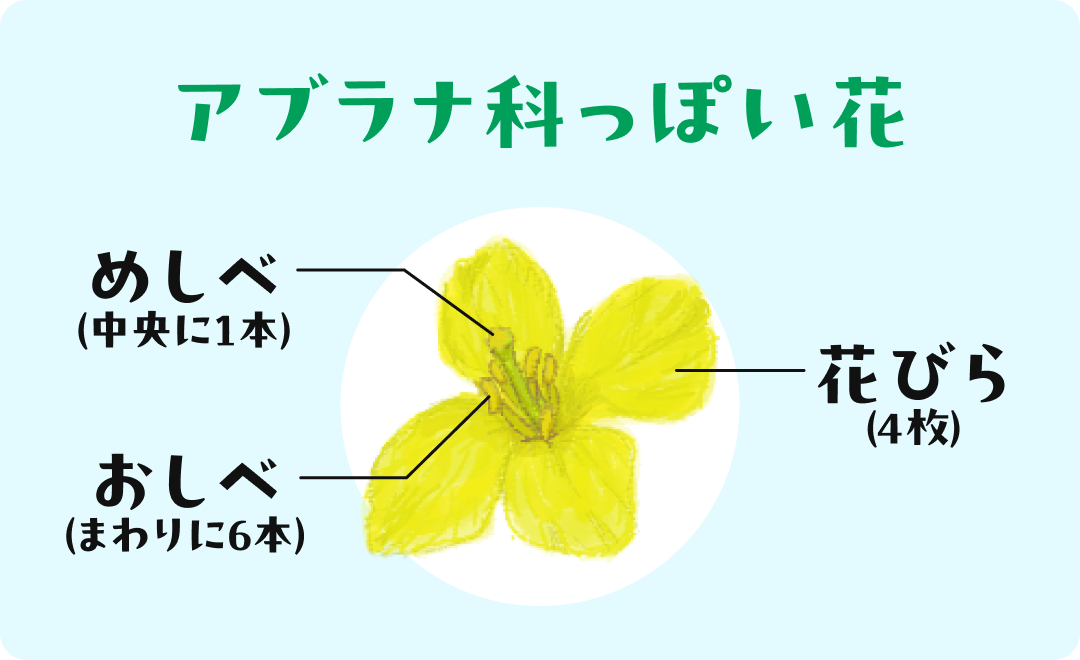 アブラナ科っぽい花。めしべ（中央に1本）、おしべ（まわりに6本）、花びら（4枚）