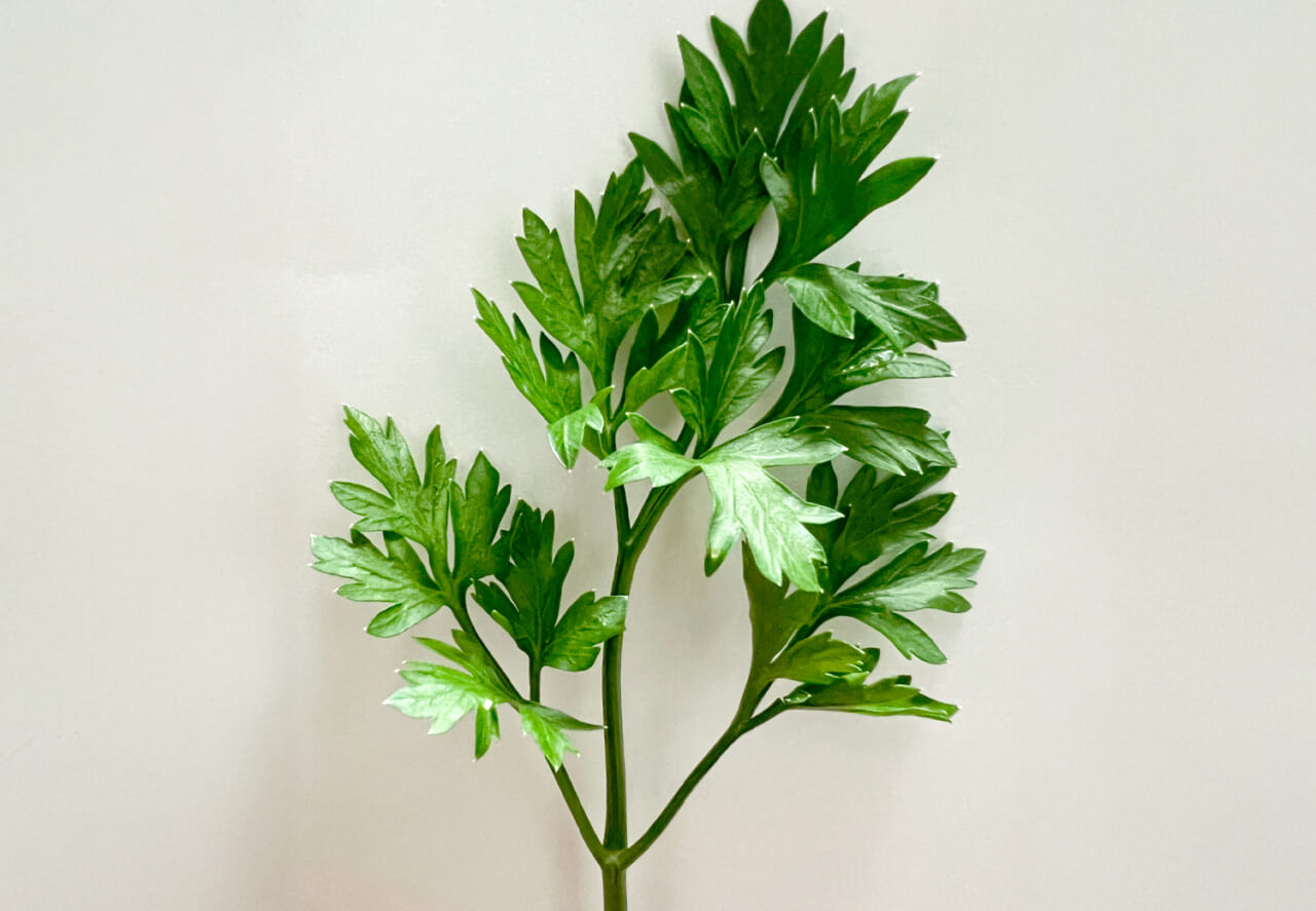 △イタリアンパセリ（セリ科）