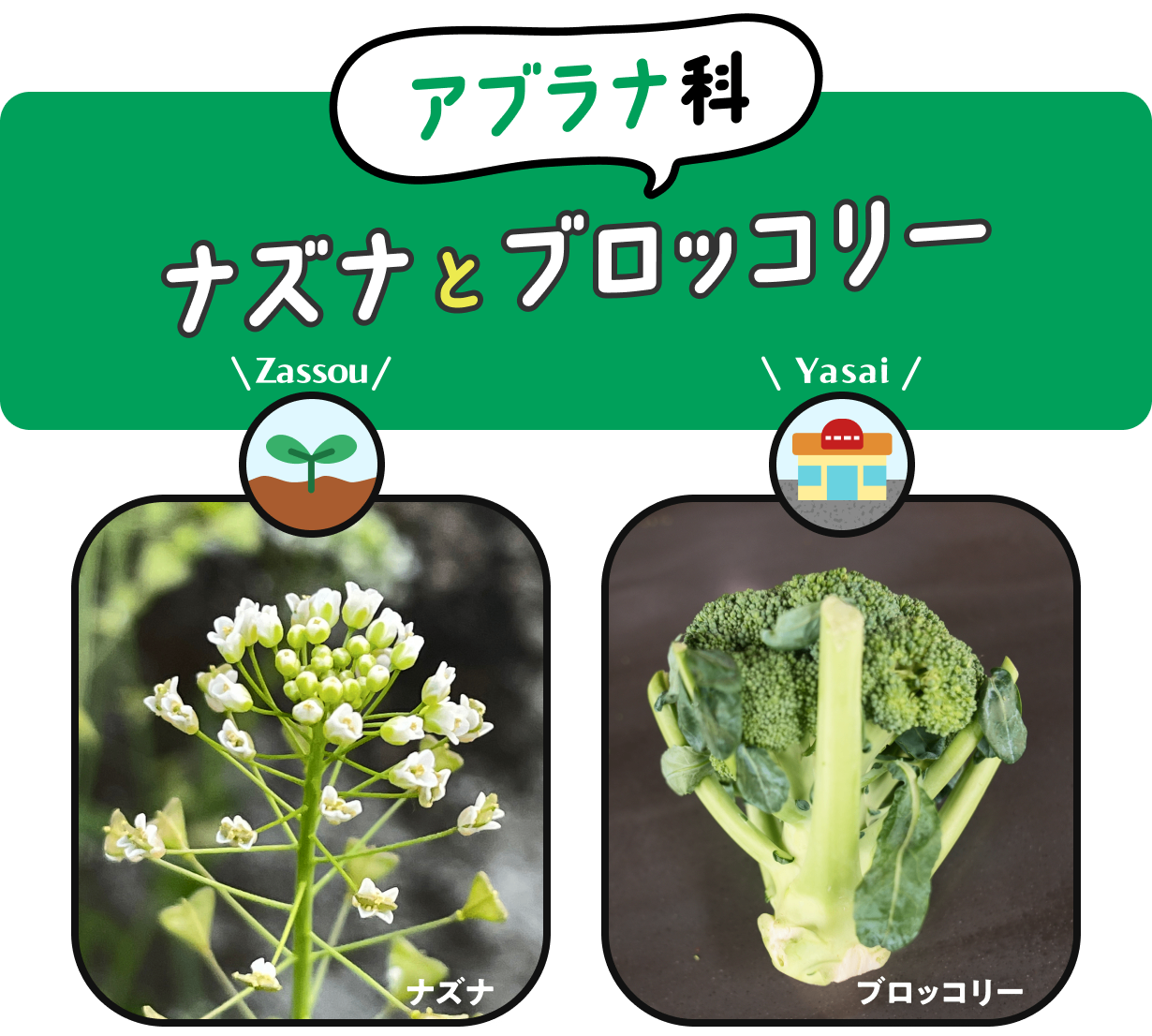 【アブラナ科】　ナズナとブロッコリー