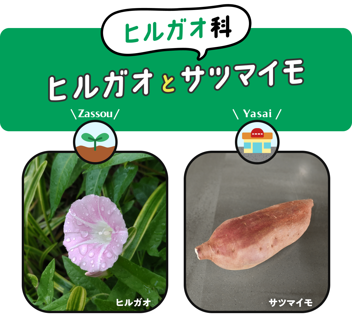 【ヒルガオ科】　ヒルガオとサツマイモ