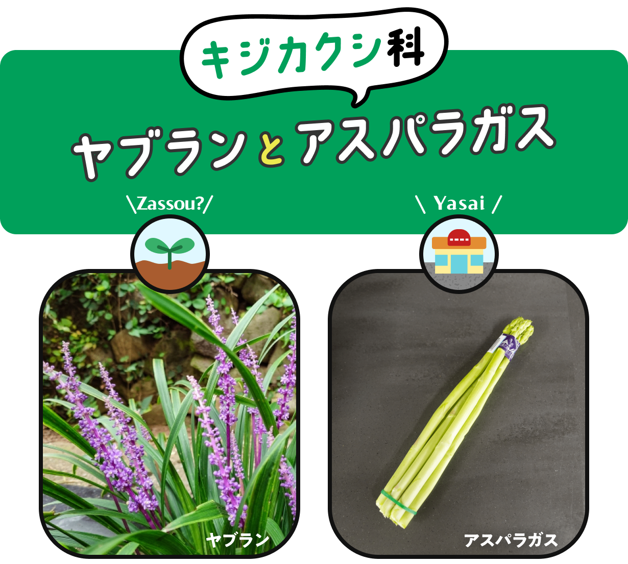 【キジカクシ科】ヤブランとアスパラガス