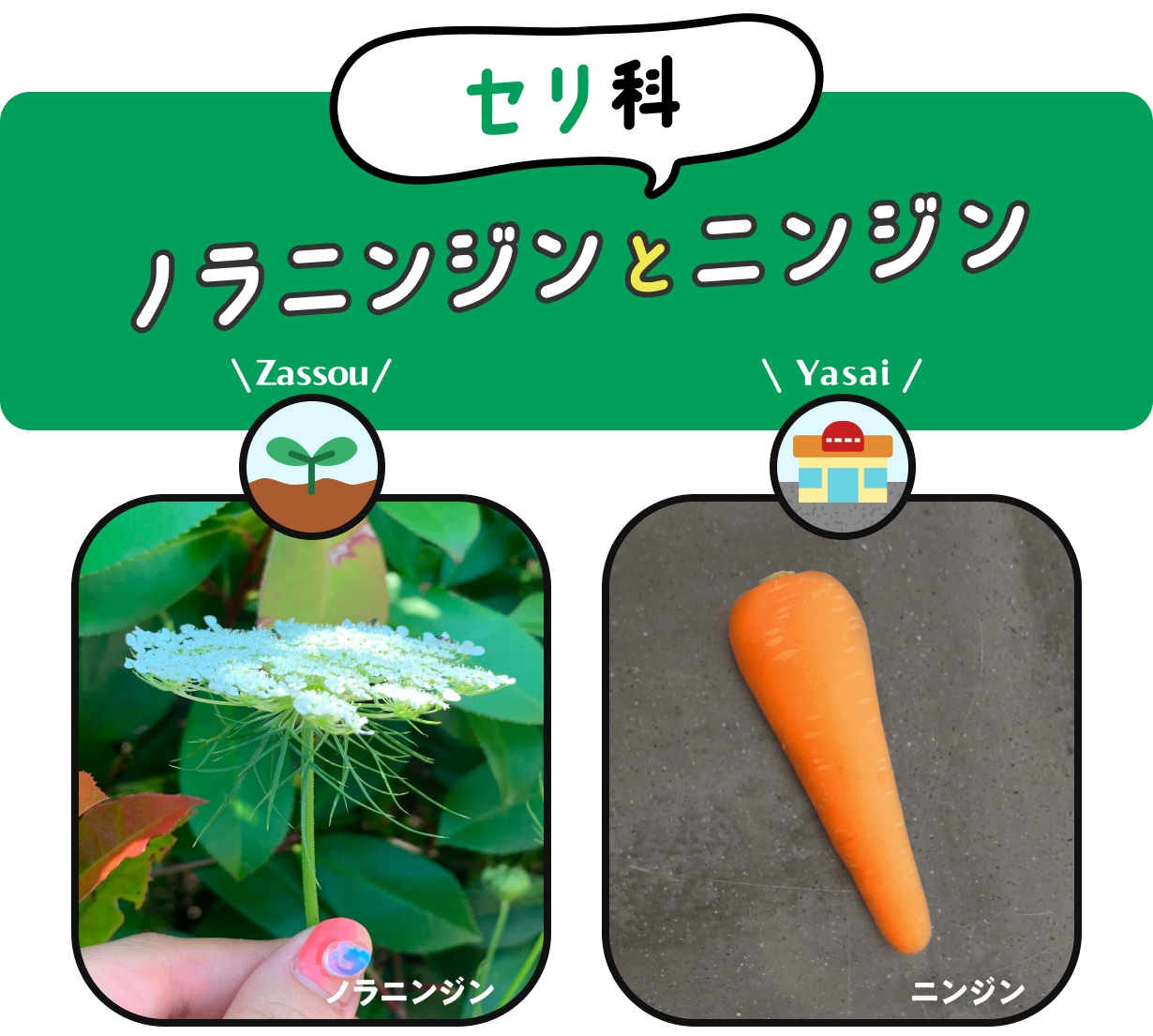 【セリ科】　ノラニンジンとニンジン