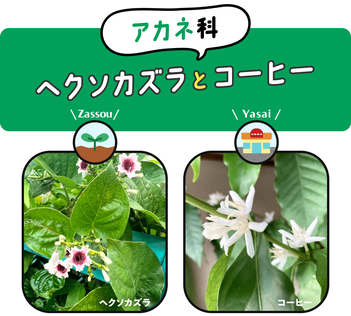 【アカネ科】　ヘクソカズラとコーヒー