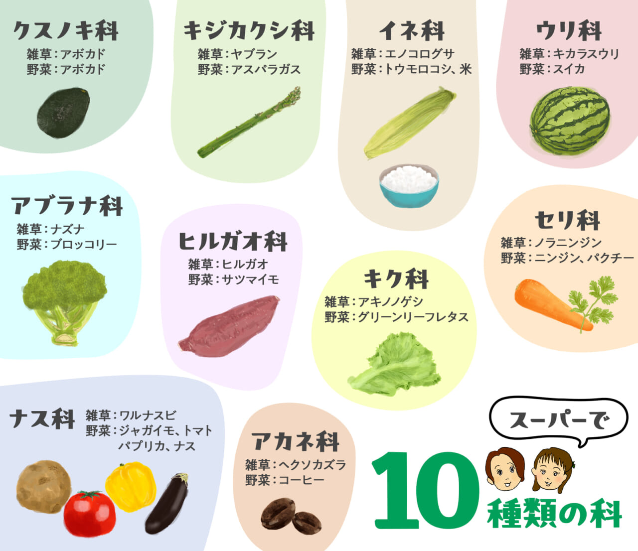 スーパーで10種類の科：クスノキ科、キジカクシ科、イネ科、ウリ科、アブラナ科、ナス科、ヒルガオ科、アカネ科、キク科、セリ科