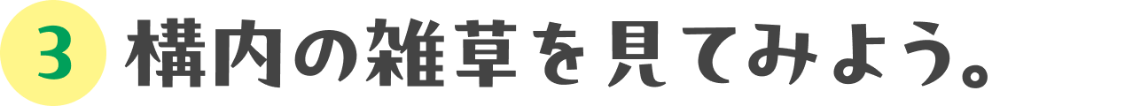 『雑草研究部』の高校生とお茶してきた：03 構内の雑草を見てみよう。