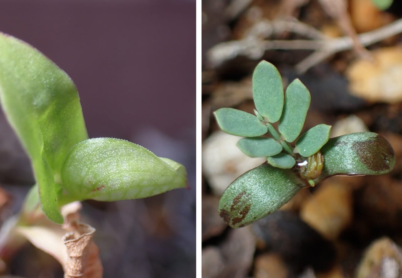 ▲雑草プランターに、自然に生えてきた草たち。