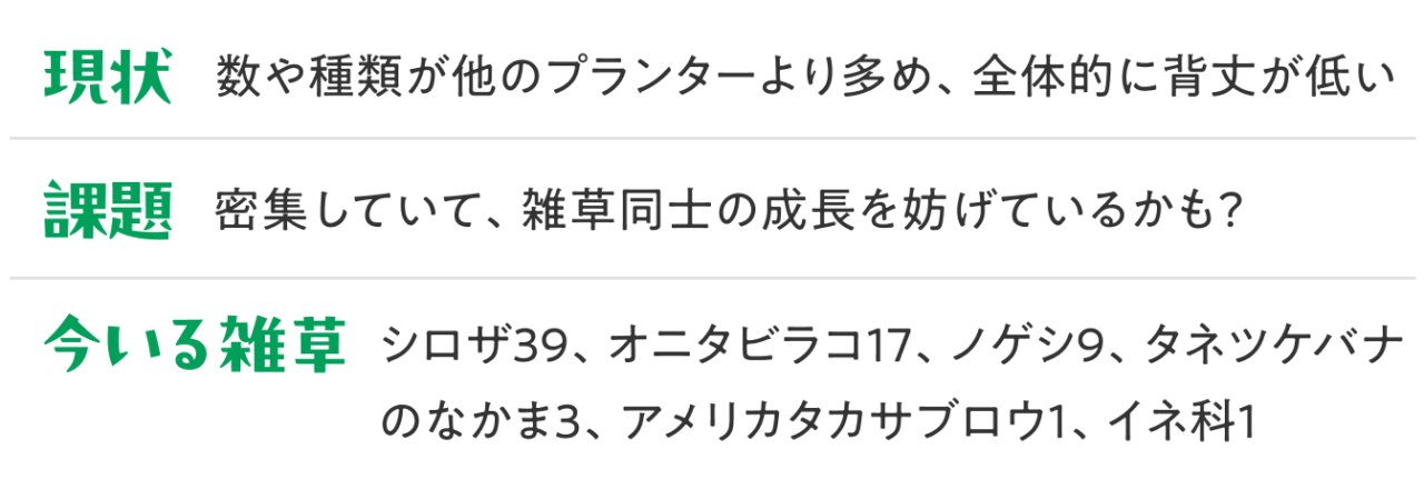 課題：密集していて、雑草同士の成長を妨げているかも？