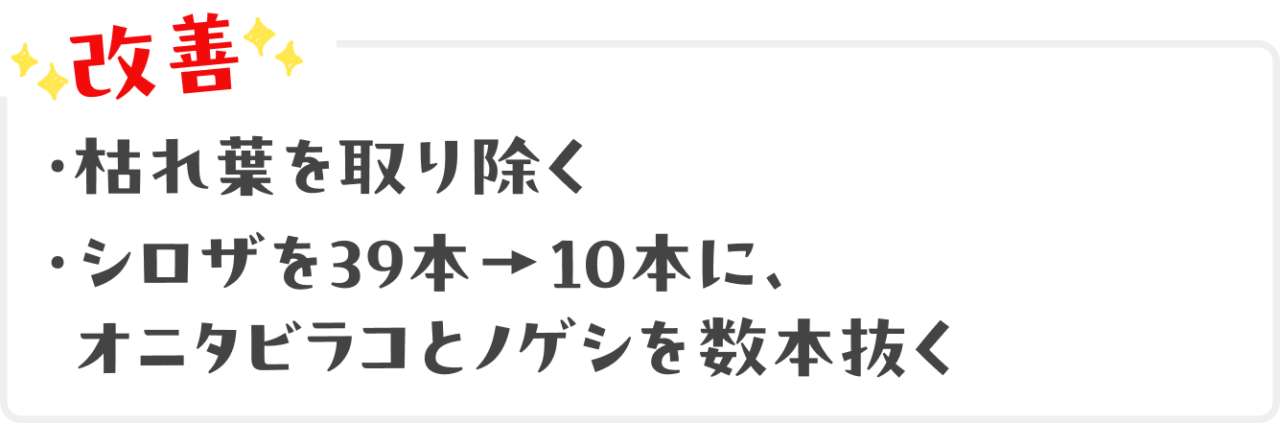 改善：枯れ葉を取り除く。シロザを39本→10本に、オニタビラコとノゲシを数本抜く