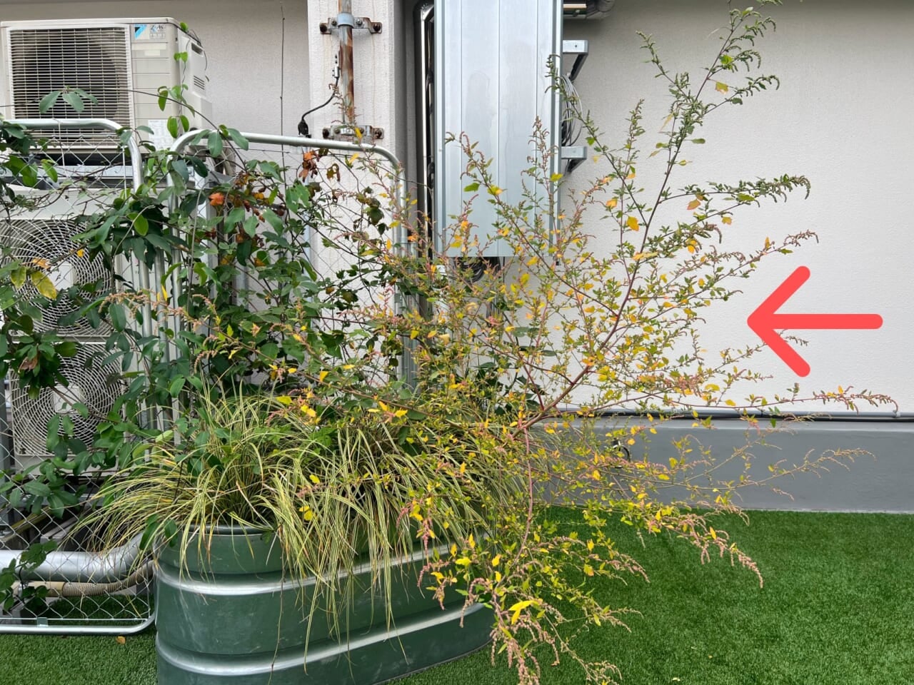 ▲2024年冬、屋上の園芸プランターにいたシロザ。