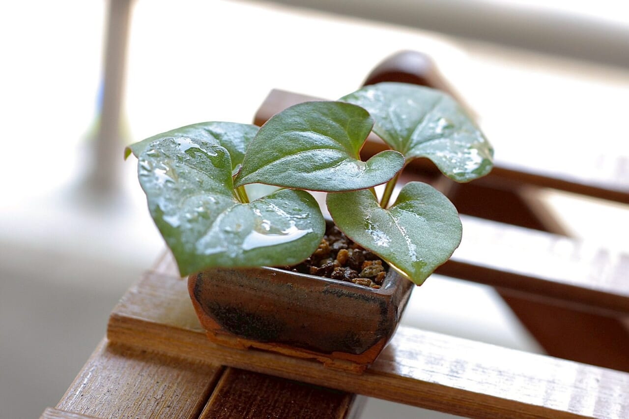 ▲上村さんのドクダミの雑草盆栽