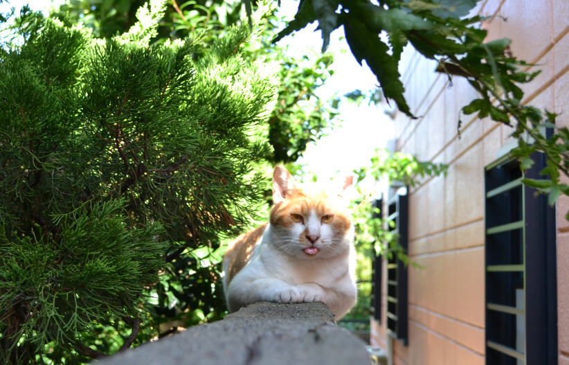 猫屋台