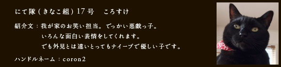 にて隊（きなこ組）17号　ころすけ
紹介文：我が家のお笑い担当。でっかい悪戯っ子。いろんな面白い表情をしてくれます。でも外見とは違いとってもナイーブで優しい子です。
ハンドルネーム：​coron2