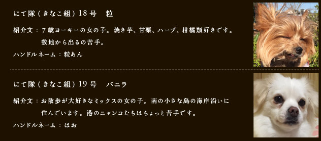 にて隊（きなこ組）18号　18号　粒　紹介文： 7歳ヨーキーの女の子。焼き芋、甘栗、ハーブ、柑橘類好きです。敷地から出るの苦手。　ハンドルネーム：粒あん
にて隊（きなこ組）19号　バニラ　紹介文：お散歩が大好きなミックスの女の子。南の小さな島の海岸沿いに住んでいます。港のニャンコたちはちょっと苦手です。　ハンドルネーム：はお