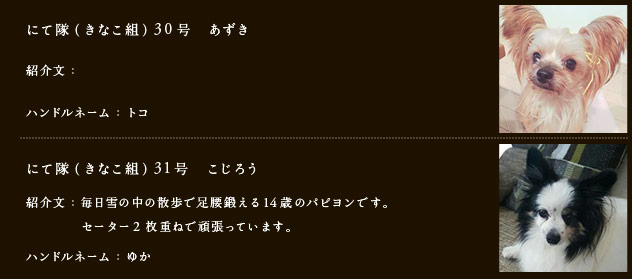 にて隊（きなこ組）30号　あずき
紹介文：
ハンドルネーム：トコ
にて隊（きなこ組）31号　こじろう
紹介文：毎日雪の中の散歩で足腰鍛える14歳のパピヨンです。セーター2枚重ねで頑張っています。
ハンドルネーム：ゆか