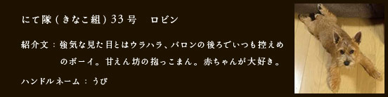 にて隊（きなこ組）33号　ロビン
紹介文：強気な見た目とはウラハラ、バロンの後ろでいつも控えめのボーイ。甘えん坊の抱っこまん。赤ちゃんが大好き。
ハンドルネーム：うぴ