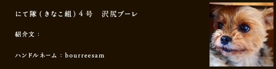 にて隊（きなこ組）4号　沢尻ブーレ
紹介文：
ハンドルネーム：​bourreesam