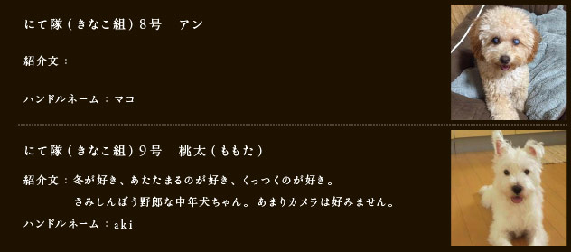 にて隊（きなこ組）8号　アン
紹介文：
ハンドルネーム：​マコ
にて隊（きなこ組）9号　桃太（ももた）
紹介文：冬が好き、あたたまるのが好き、くっつくのが好き。 
　　　　さみしんぼう野郎な中年犬ちゃん。あまりカメラは好みません。
ハンドルネーム：aki