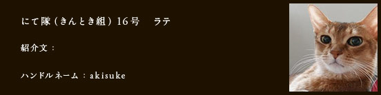 にて隊（きんとき組）16号　ラテ
紹介文：
ハンドルネーム：akisuke