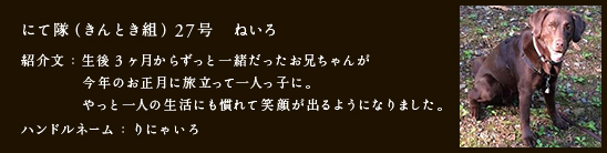 にて隊（きんとき組）27号　ねいろ
紹介文：生後３ヶ月からずっと一緒だったお兄ちゃんが
今年のお正月に旅立って一人っ子に。
やっと一人の生活にも慣れて笑顔が出るようになりました。
ハンドルネーム：りにゃいろ
