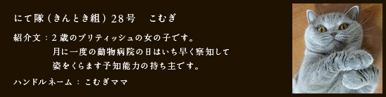 にて隊（きんとき組）28号　こむぎ
紹介文：2歳のブリティッシュの女の子です。月に一度の動物病院の日はいち早く察知して姿をくらます予知能力の持ち主です。
ハンドルネーム：こむぎママ