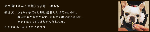 にて隊（きんとき組）29号　おもち
紹介文：ひとりっ子だった時は超甘えんぼだったのに、妹おこめが来てからすっかりフテ娘になりました。ホントはもっと甘えたいんだもんね。
ハンドルネーム：もちこめママ