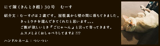 にて隊（きんとき組）30号　むーす
紹介文：むーす♂は２歳です。屋根裏から壁の間に落ちてきました。きっとウチを選んできてくれたと思います。。。ご飯が欲しいとき『ごにゃ～ん』と言って寄ってきます。ムスメとよくおしゃべりしてますよ???
ハンドルネーム：ついつい