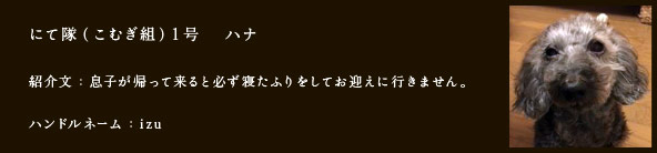 にて隊（こむぎ組）1号　 ハナ
紹介文：息子が帰って来ると必ず寝たふりをしてお迎えに行きません。
ハンドルネーム：izu