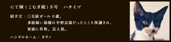 にて隊（こむぎ組）8号　ハチミツ
紹介文：三毛猫ガール0歳。
　　　　多頭飼い崩壊の半野良猫だったところ保護され、
　　　　家猫に昇格。芸人肌。
ハンドルネーム：たまこ