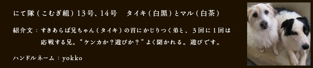 にて隊（こむぎ組）13号、14号　タイキ（白黒）とマル（白茶）
	紹介文：すきあらば兄ちゃん（タイキ）の首にかじりつく弟と、３回に１回は
    　応戦する兄。“ケンカか？遊びか？”よく聞かれる。遊びです。
	ハンドルネーム：yokko