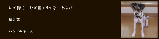 にて隊（こむぎ組）34号　わらび
紹介文：
ハンドルネーム：​