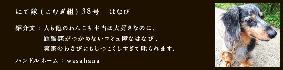 にて隊（こむぎ組）38号　はなび
人も他のわんこも本当は大好きなのに、距離感がつかめないコミュ障なはなび。
　　　　実家のわさびにもしつこくしすぎて叱られます。
ハンドルネーム：wasahana