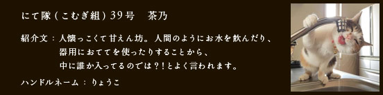 にて隊（こむぎ組）39号　茶乃
紹介文：人懐っこくて甘えん坊。人間のようにお水を飲んだり、
　　　　器用におててを使ったりすることから、
　　　　中に誰か入ってるのでは？！とよく言われます。
ハンドルネーム：​りょうこ