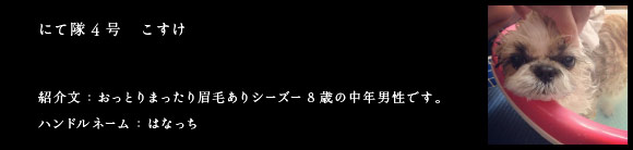 にて隊4号　こすけ
紹介文：おっとりまったり眉毛ありシーズー8歳の中年男性です。
ハンドルネーム：はなっち