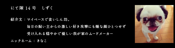 にて隊14号　しずく　紹介文：しずく マイペースで食いしん坊。
毎日の飼い主からの激しい好き攻撃にも嫌な顔ひとつせず受け入れる穏やかで優しい我が家のムードメーカー
ハンドルネーム：きなこ