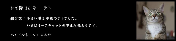 にて隊35号　テト
紹介文：小さい頃は本物のテトでした。いまはミーアキャットの生まれ変わりです。
ハンドルネーム：ふるや