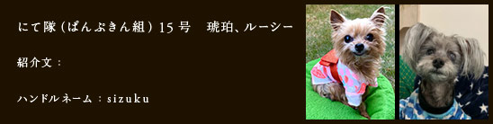 にて隊（ぱんぷきん組）15号　琥珀、ルーシー
紹介文：
ハンドルネーム：sizuku