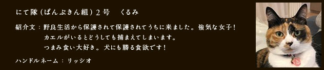 にて隊（ぱんぷきん組）2号　くるみ
紹介文：野良生活から保護されて保護されてうちに来ました。強気な女子！
　　　　カエルがいるとどうしても捕まえてしまいます。
　　　　つまみ食い大好き。犬にも勝る食欲です！
ハンドルネーム：リッシオ