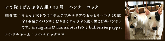 にて隊（ぱんぷきん組）32号　ハンナ　ロッタ
紹介文：ちょっと大きめミニチュアブルテリアのおっとりハンナ10歳
　　　　♀（茶色アイパンチ）はりきりロッタ♀5歳（黒こげ茶パンチ）
　　　　です。instagramはhannalotta195とbullterrierpapa。
ハンドルネーム：ハンナロッタママ