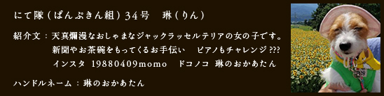にて隊（ぱんぷきん組）34号　琳（りん）
紹介文：天真爛漫なおしゃまなジャックラッセルテリアの女の子です。
　　　　新聞やお茶碗をもってくるお手伝い　ピアノもチャレンジ???
　　　　インスタ 19880409momo　ドコノコ 琳のおかあたん
ハンドルネーム：琳のおかあたん