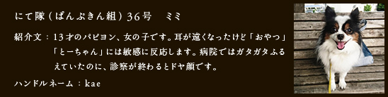 にて隊（ぱんぷきん組）36号　ミミ
紹介文：13才のパピヨン、女の子です。耳が遠くなったけど「おやつ」
　　　　「とーちゃん」には敏感に反応します。病院ではガタガタふる
　　　　えていたのに、診察が終わるとドヤ顔です。
ハンドルネーム：kae