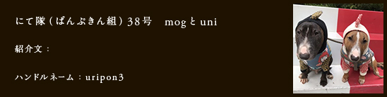 にて隊（ぱんぷきん組）38号　mogとuni
紹介文：
ハンドルネーム：uripon3