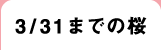 3/31までの桜